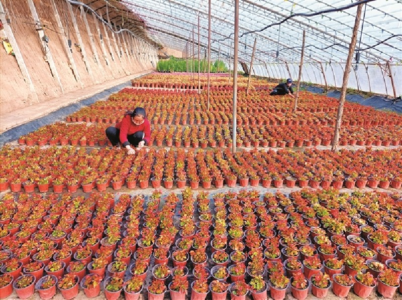 苗木花卉合作社